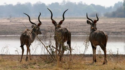Kudu bulls on the Luangwa River