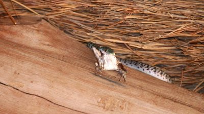 Spotted bush snake kills a frog