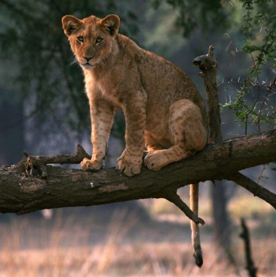 Lion cub in a tree