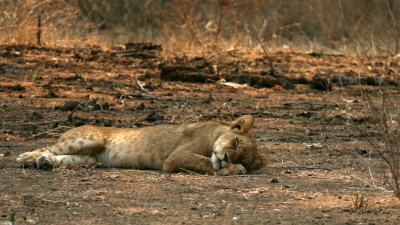 Lion cub at rest