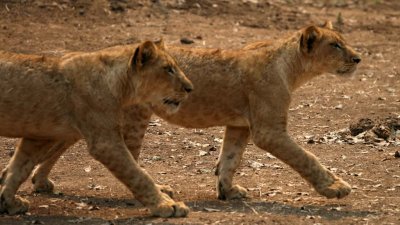 Lion and lioness cubs