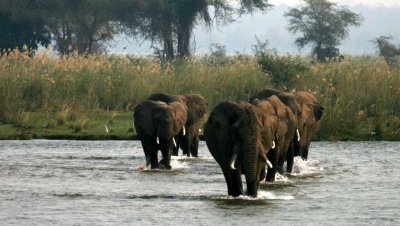 Elephant bulls cross the Zambezi