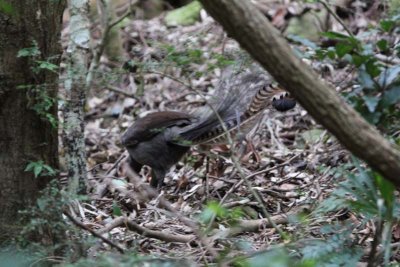 The tail of the superb lyrebird