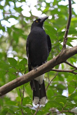 A pied currawong joins the meal