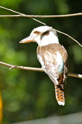 Kookabura