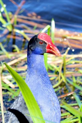 Purple swamphen