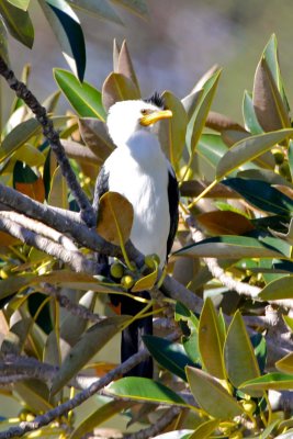 Little pied cormorant