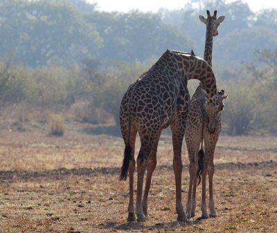 Male giraffe encourages female