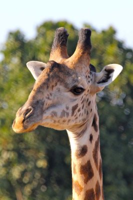 Large male Thornicroft giraffe