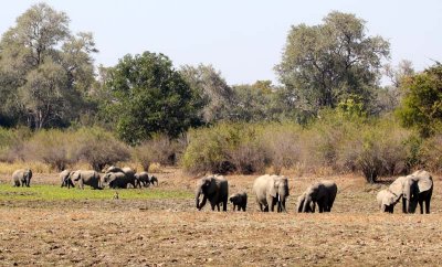 26 elephants in a lagoon