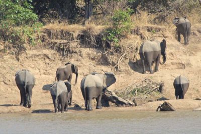 Striped elephants (from river crossing)