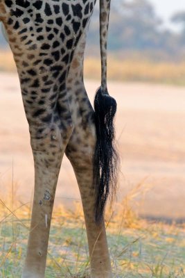 Giraffe tail
