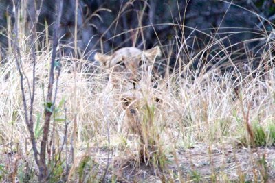 Lioness and cub we saw while walking!!