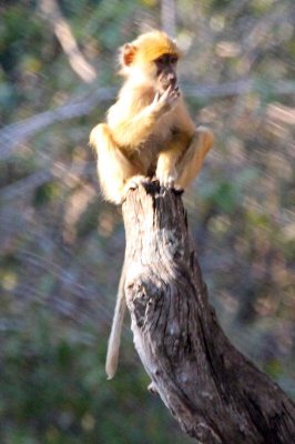 Young baboon enjoys a perch
