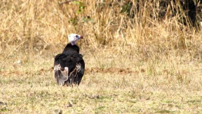 White-headed vulture