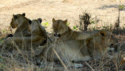 The vultures led us to lions!