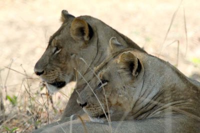 Sister lionesses