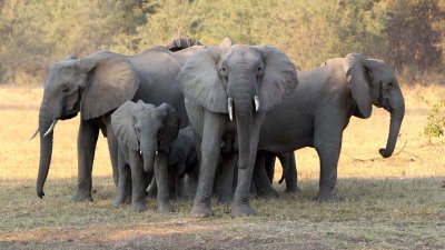 Elephants protect the babies