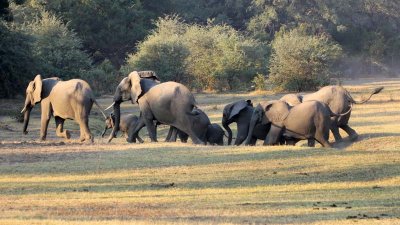 Anxious elephants run