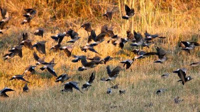 Wattled starlings