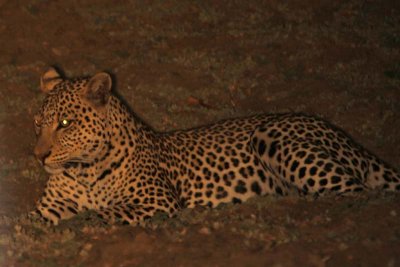 Young male leopard later at night