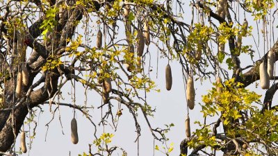 Sausage fruits