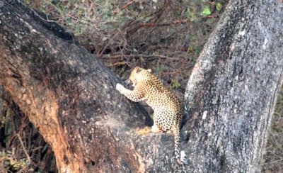 Leopard scratches in his tree