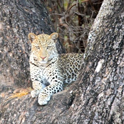 Leopard stares for awhile