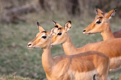 Impala ladies