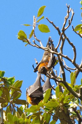 Fruit bats