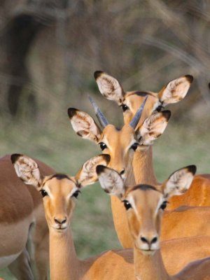 Impala faces
