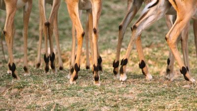 Impala ankles