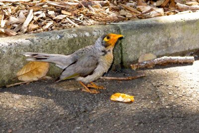 a noisy miner