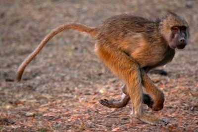 Baboon running