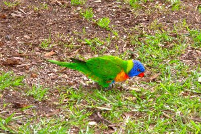 Rainbow lorikeet in botanical garden