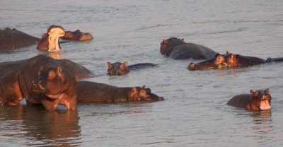 Hippo baby yawn