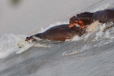 Serious hippo fight