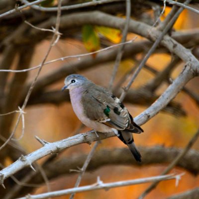 Emerald-spotted wood dove