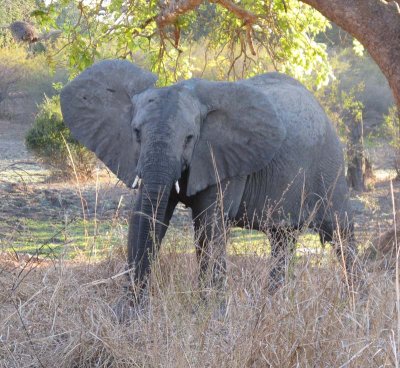 A curious elephant