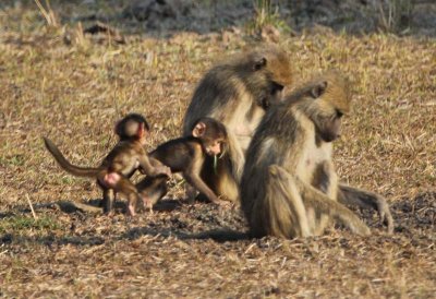 Two baboon babies play