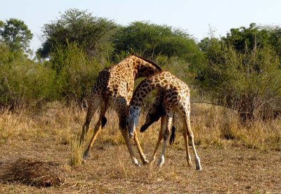 Giraffe practice fight