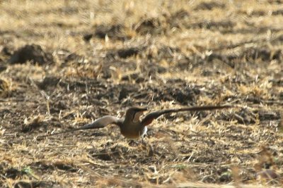 Red-winged pratincole spreads wings