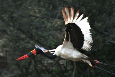 Saddlebilled stork