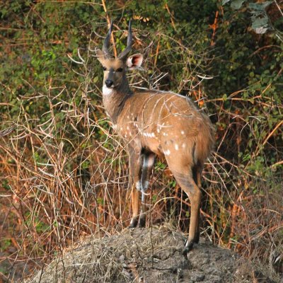 Bushbuck