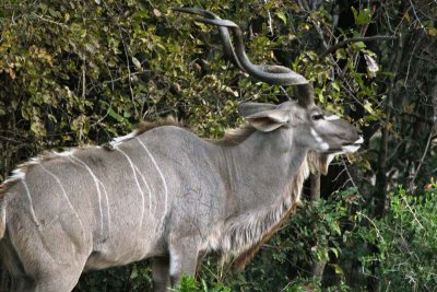 The regal kudu