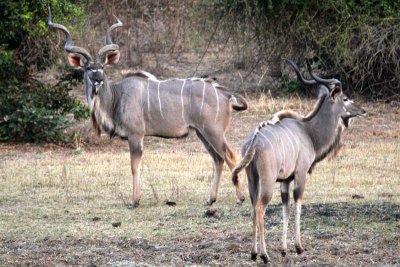 Several male kudu