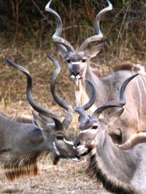 3 male kudu