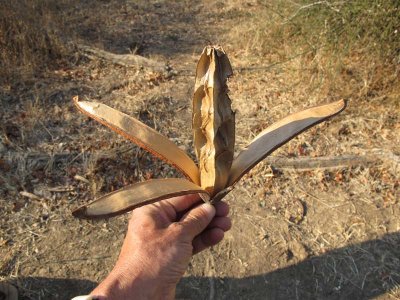 A wooden banana seed pod