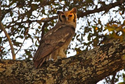 Giant eagle owl