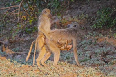 Baboons rogering (with baby on board!)